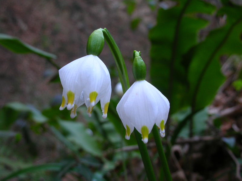 Leucojum vernum / Campanelle comuni